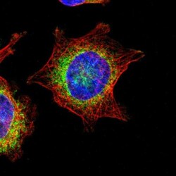 TRAP alpha Antibody, Novus Biologicals 0.1mL; Unlabeled:Antikörper